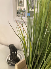 65Cm Pampass Grass Round Plant