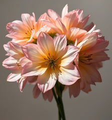 French Velvet Blush in bloom, Peach Flower bunch - Home Luxe Interior