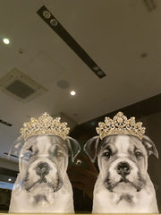 English Bulldog Family Girl With Crown Wall Art Champagne Frame 85Cm X 85Cm
