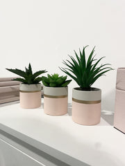Fiori Set Of 3 Pink Pot Succulent