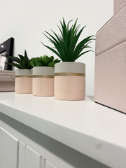 Fiori Set Of 3 Pink Pot Succulent