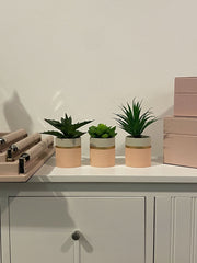 Fiori Set Of 3 Pink Pot Succulent