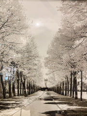 Silver Trees Walk Way In Park Wall Art White Step Frame 90Cm X 70Cm