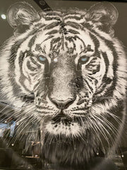 White Tiger Face Wall Art Mirror Frame 85Cm X 85Cm