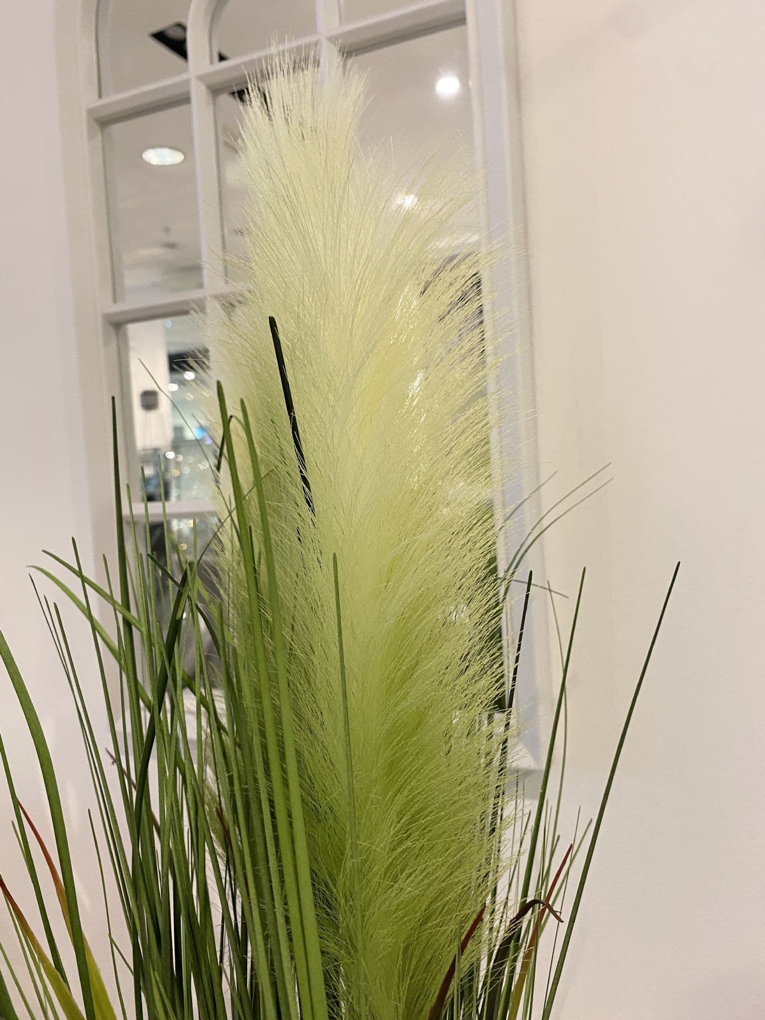 65Cm Pampass Grass Round Plant