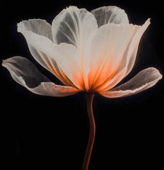 French Velvet White and Peach Flower - Home Luxe Interior