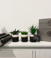 [EKM-AUTOGENERATED]Fiori Set Of 3 Black Pots Succulent