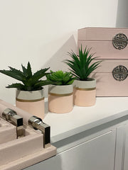 [EKM-AUTOGENERATED]Fiori Set Of 3 Pink Pot Succulent