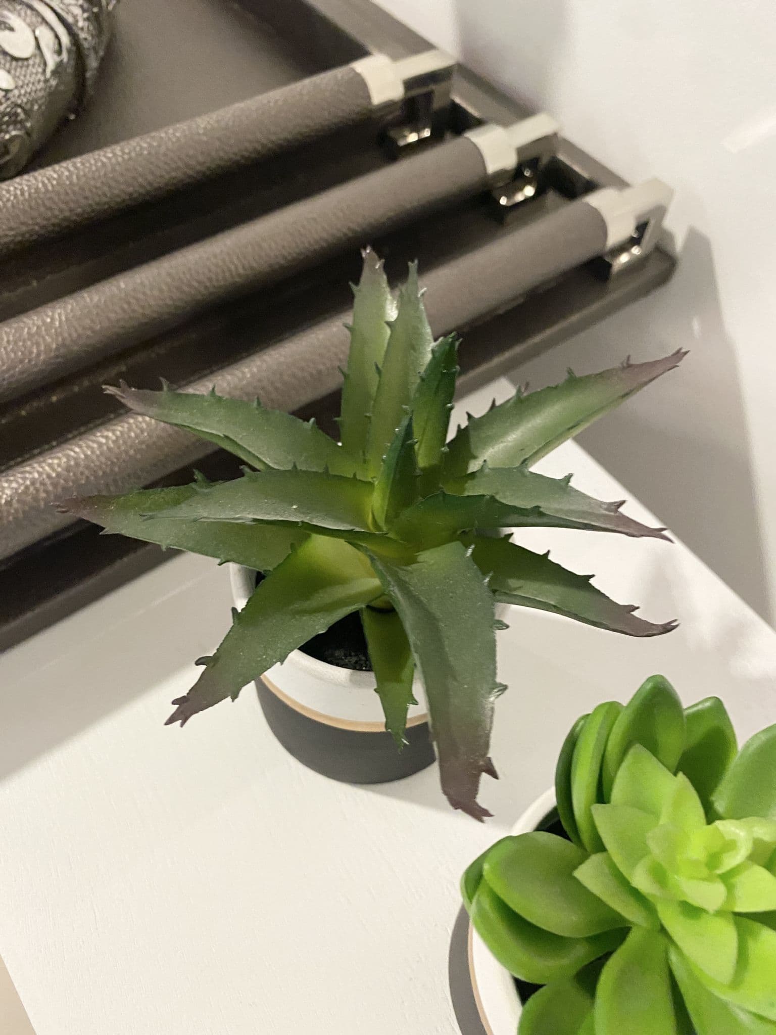 Fiori Set Of 3 Pink Pot Succulent