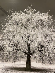 Silver Blossom Tree Glitter Wall Art Mirror Frame