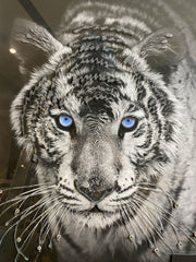 White Tiger Wall Art Alpha Black Frame 55Cm X 65Cm